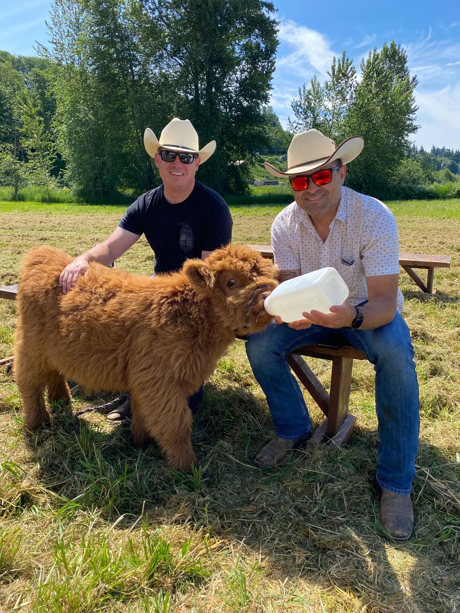 Bottle feeding a baby Highland calf at Luckie Farms