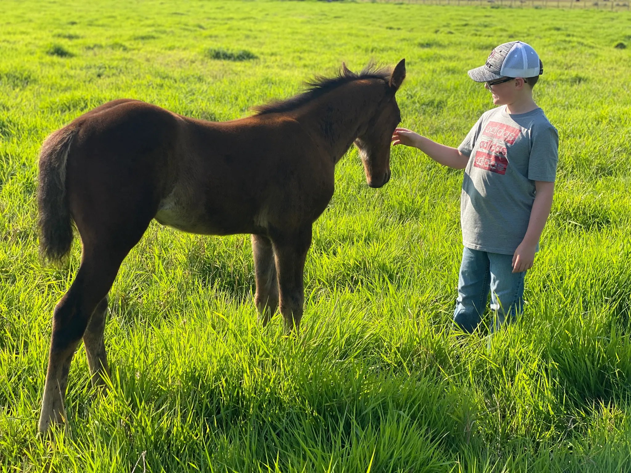 A boy gently petting a foal at Luckie Farms