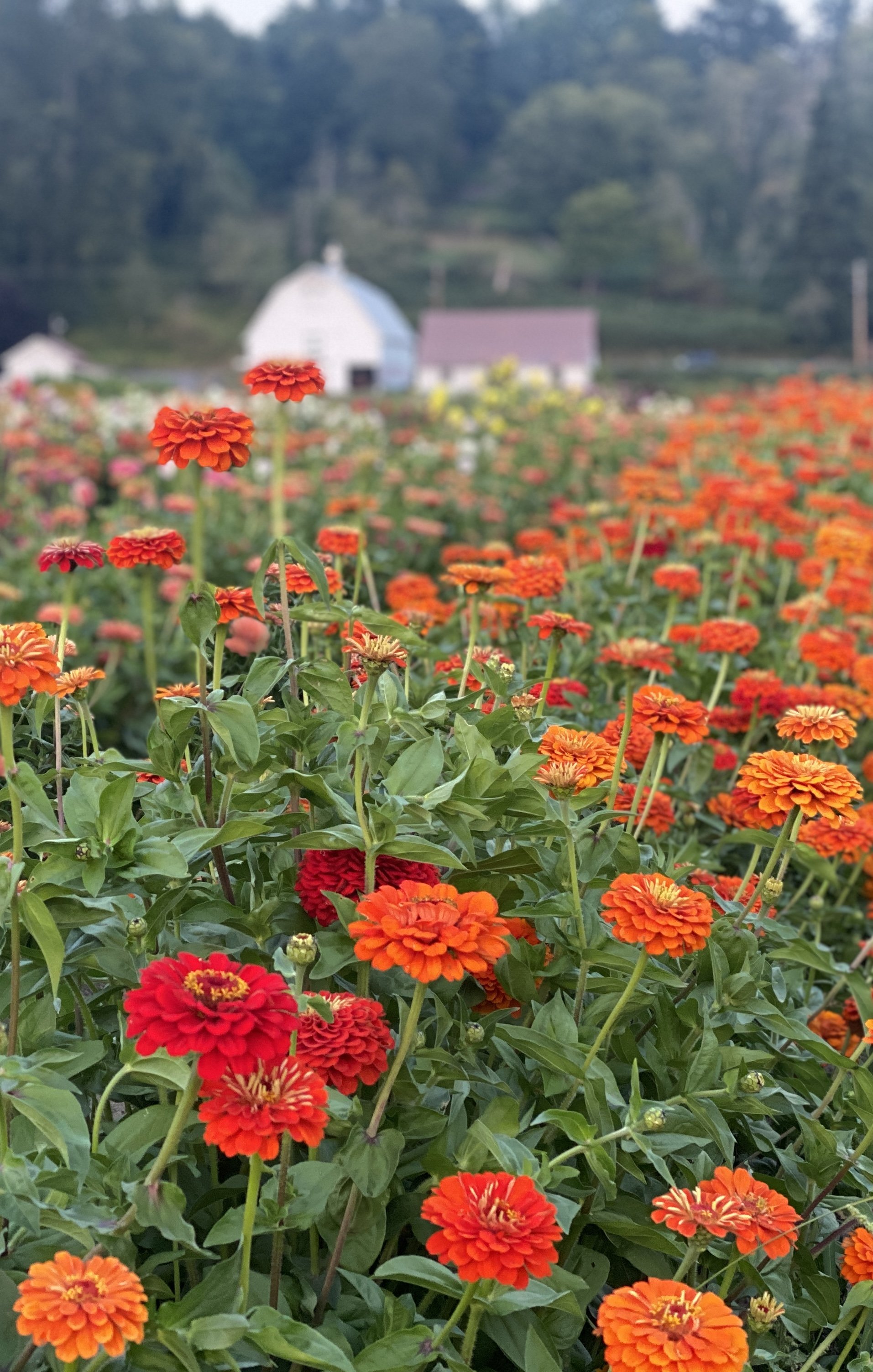 Luckie Farms historic barn with flower field