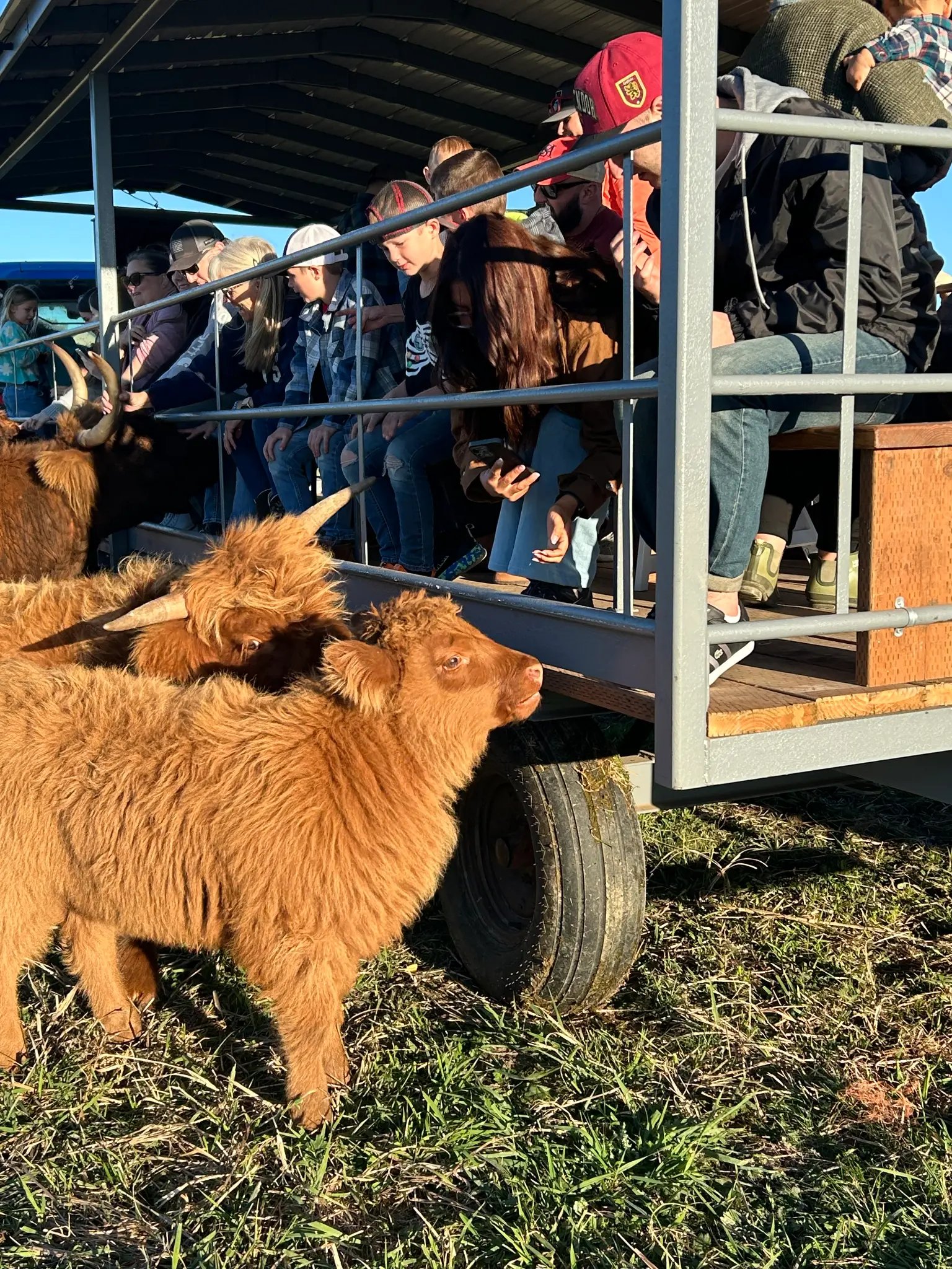 Highland calves by the hay wagon