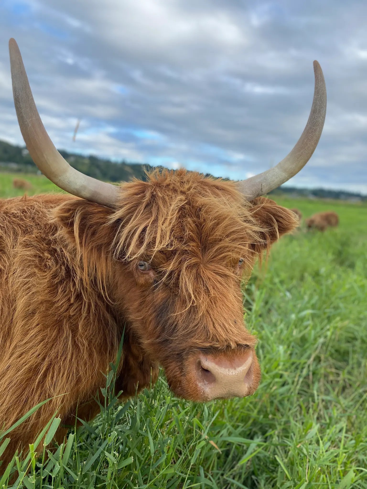 Highland cow at Luckie Farms