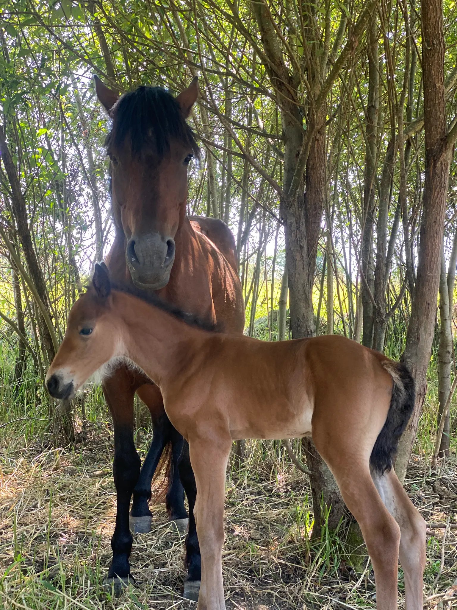 Mare and foal at Luckie Farms