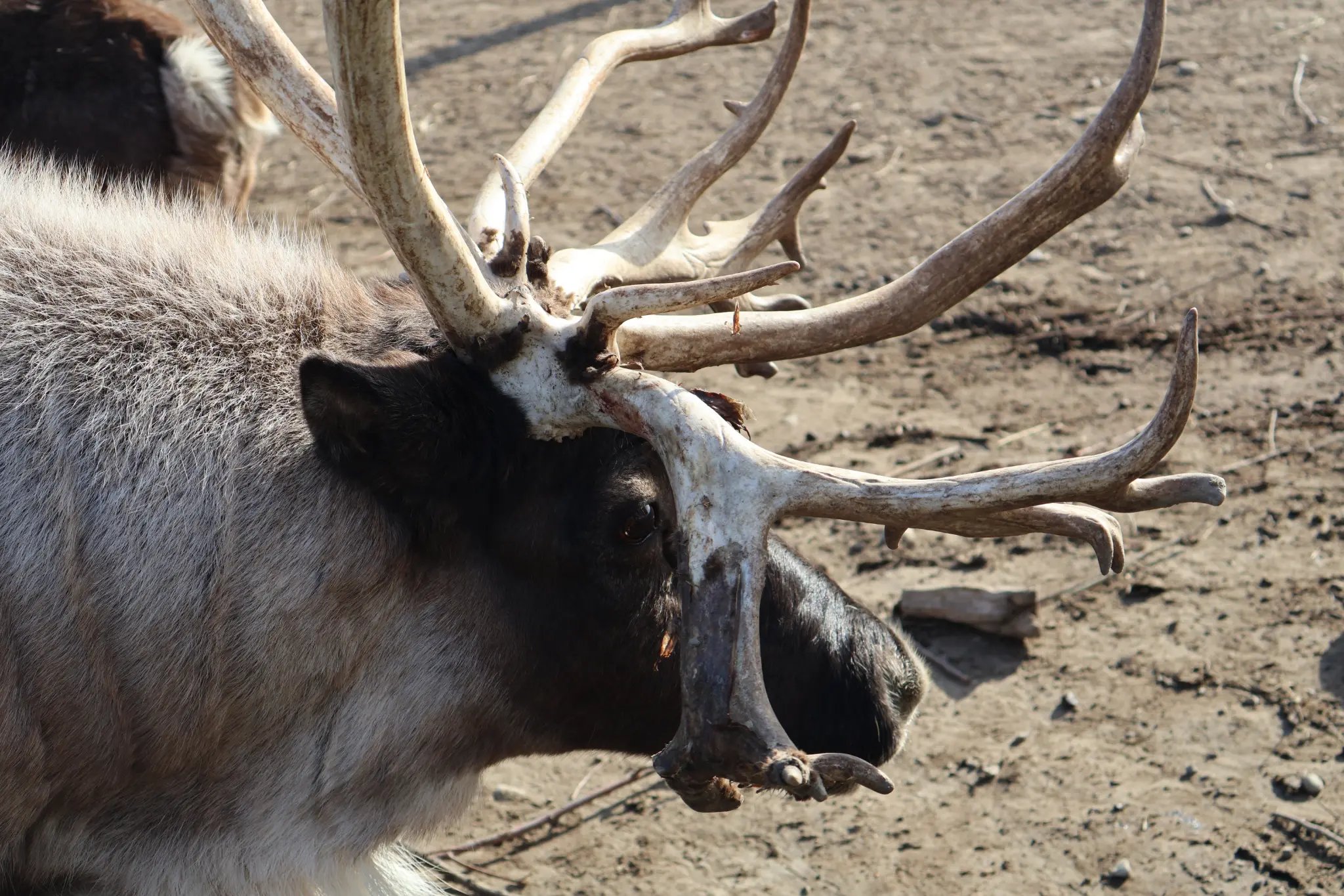 Reindeer at Luckie Farms